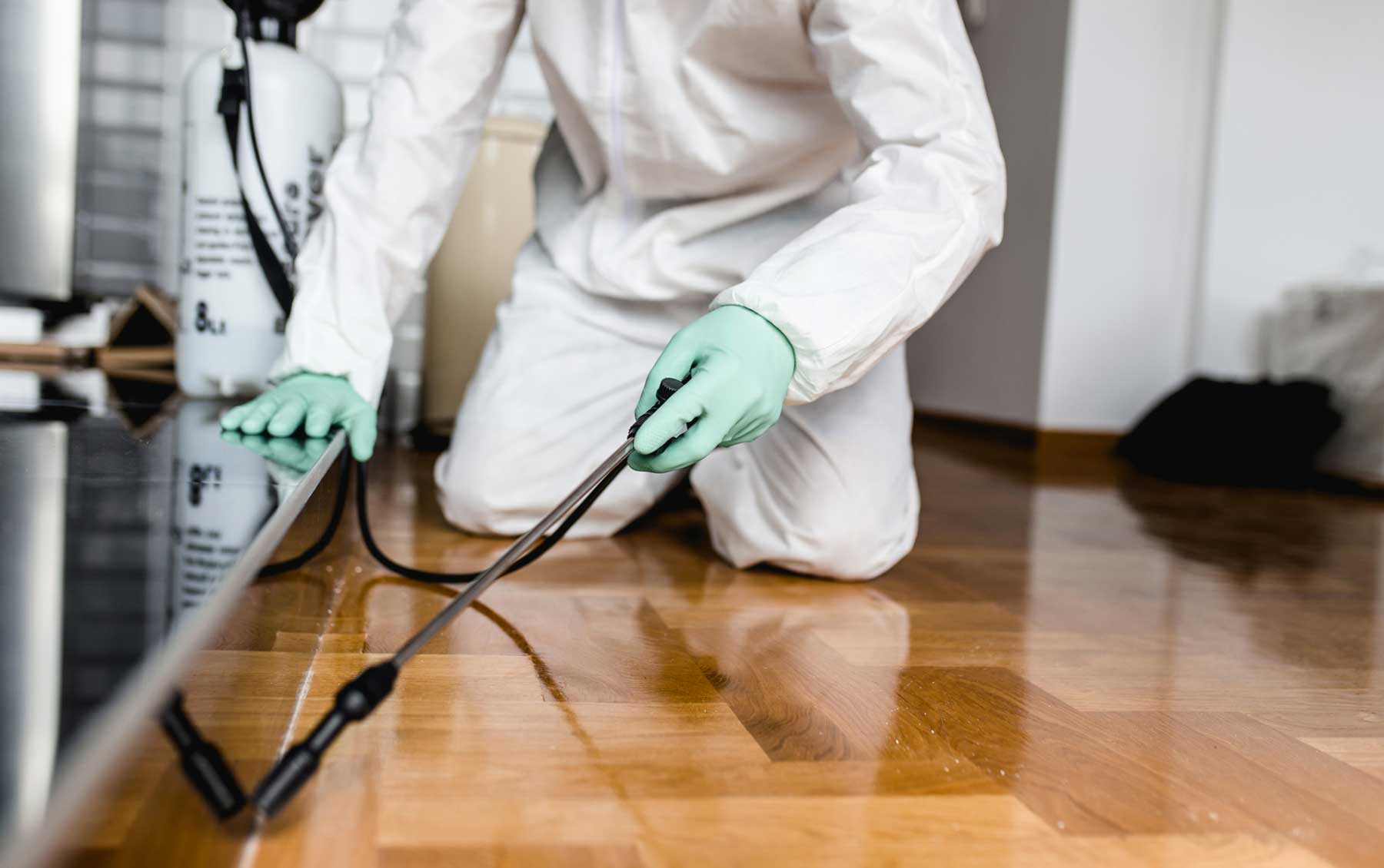 Efficient Pest Control Solutions: Essex's Trusted Services